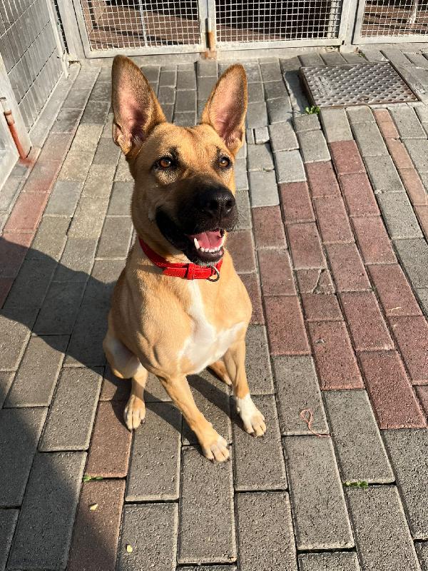 STELLA  Foto 4